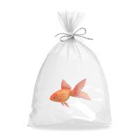 Source Aquarium Live Fish Shipping Bag Clear Fish Packing Proofing Poly Bag  Plastic Flat Oxygen Transport Package Bag on m.